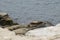 Seals, Sea Lions resting on the shores