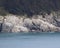 Seals and Sea lions on rocky shoreline