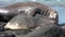 Seals show love tenderness regard on coastline of Falkland Islands Antarctica.