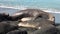 Seals show love tenderness regard on coastline of Falkland Islands Antarctica.