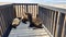 Seals, Skeleton coast, Namibia