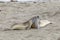 Seals sleeping at the beach near San Simeon