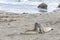 Seals sleeping at the beach near San Simeon