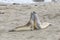 Seals sleeping at the beach near San Simeon