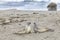 Seals sleeping at the beach near San Simeon