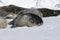 Seals sleeping on ice