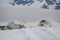 Seals sleeping on iceberg