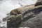 Seals sleeping in Milford Sound, at Seal Rock