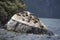 Seals sleeping in Milford Sound, at Seal Rock