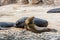 Seals sleeping on rock under sunlight