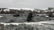 Seals in snow at Scientific Antarctic Station Academician Vernadsky.