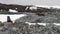 Seals in snow at Scientific Antarctic Station Academician Vernadsky.