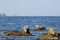 Seals spotted seal, largha seal, Phoca largha laying on coastal rocks in sunny day. Wild spotted seal sanctuary. Calm blue sea,