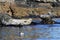 Seals spotted seal, largha seal, Phoca largha laying on coastal rocks. Wild spotted seal sanctuary. Calm blue sea, wild marine m