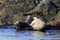 Seals spotted seal, largha seal, Phoca largha laying on coastal rocks. Wild spotted seal sanctuary. Calm blue sea, wild marine m