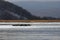 Seals spotted seal, largha seal, Phoca largha laying on the ice floe in frozen sea water in winter cold day. Wild spotted seals