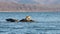 Seals spotted seal, largha seal, Phoca largha laying on the reef in the sea water in sunny day. Female seal looks around and div