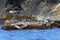 Seals spotted seal, largha seal, Phoca largha sleeping on coastal rocks. Wild spotted seal sanctuary. Calm blue sea, wild marine
