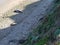 Seals sunbathing on beach