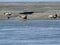 Seals sunbathing on sand bank for the coast of Somme Bay France