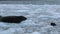 Seals swim among pieces of ice in shallow water. Andreev.