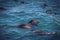 Seals swimming in the ocean in South Africa