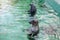 Seals swimming in the pool at the zoo. Horizontal photography