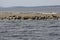 Seals with their pups on Minor Island