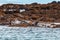 Seals on the Treshnish isles