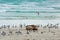 Seals, two sea lions, - Neophoca cinerea - snuggling together on the beach of Kangaroo Island, Australia