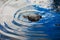 Seals in the zoo. fur seal in the water. selective focus
