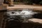 Seals in the zoo. fur seal in the water. selective focus