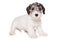 Sealyham Terrier