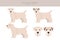 Sealyham terrier clipart. Different poses, coat colors set