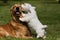 Sealyham Terrier and golden