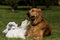 Sealyham Terrier and golden