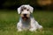 Sealyham Terrier portrait