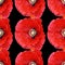 Seamless abstract background pattern large poppies