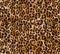 Seamless abstract pattern on a skin leopard texture, snake.