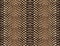 Seamless abstract pattern on a skin texture, snake.