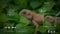 Seamless animation analysis of a tree lizard with digital computer analysis interface technology in biology education