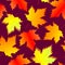 seamless asymmetric pattern of autumn maple leaves on a dark magenta background, texture