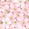 Seamless background with apple blossoms.