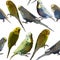 Seamless background with budgerigars in vector