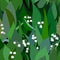 Seamless background from bunch of blossoming lilies of the valley flowers and leaves