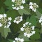 Seamless background from bunch of blossoming viburnum flower