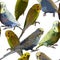 Seamless background of cute budgerigars