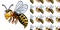 Seamless background design with angry wasp