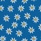 Seamless background with Edelweiss. Edelweiss in a chaotic order on a blue background. Symbol of the Alpine mountains. European Ro