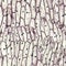 Seamless background from onion epidermis micrograph